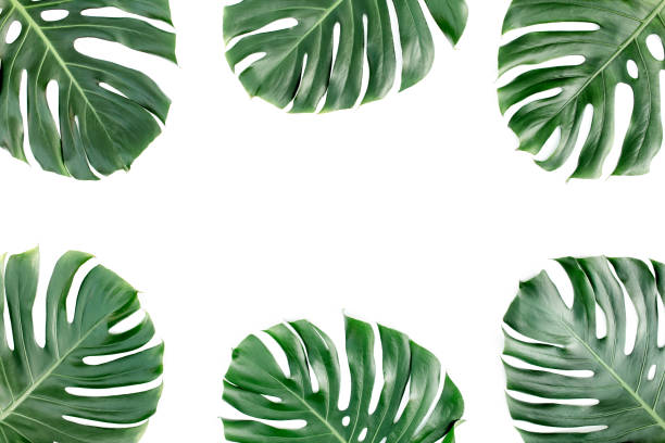 istock Tropical leaves Monstera on white background. Flat lay, top view 1297476509