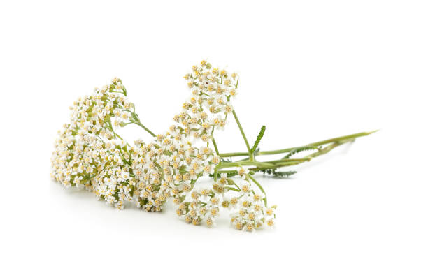 istock Beautiful yarrow flowers. 1297476770