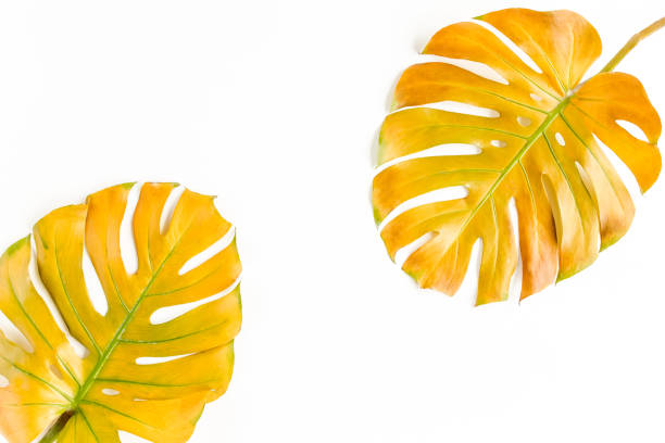 istock Tropical yellow palm leaf Monstera on white background. Flat lay, top view 1297477071