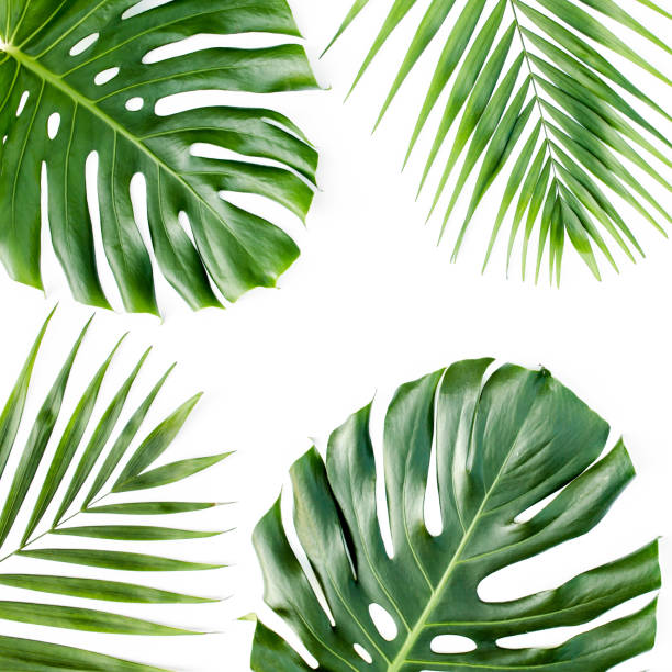 istock Background, pattern with exotic tropical palm leaves monstera on white background. Flat lay, top view 1297477769