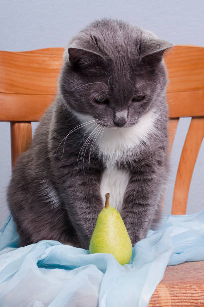 Grey smoky white-breasted domestic cat with blue cloth and green toy pear on wooden design art-deco chair on gray blue background indoors, vertical photo