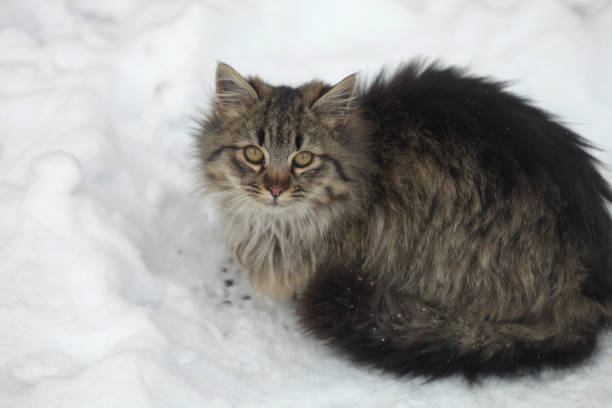 istock Wild fluffy cats on white snow 1297477956