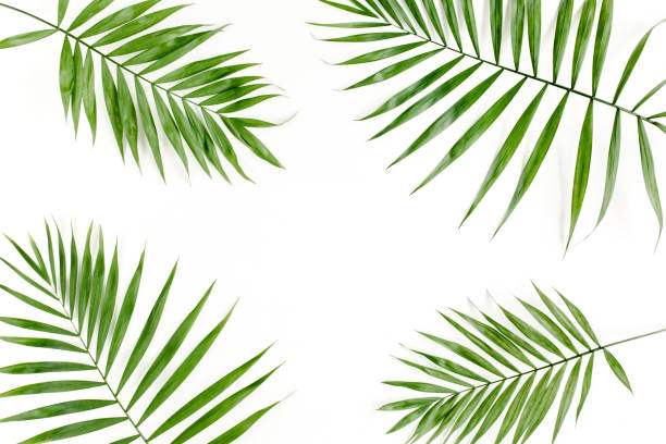 istock Tropical green palm leaf on white background. flat lay, top view 1297478016