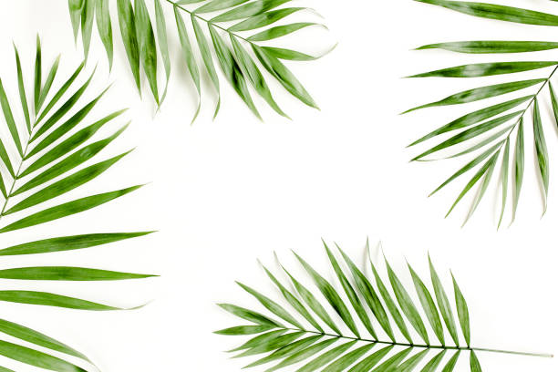 istock Tropical green palm leaf on white background. flat lay, top view 1297478241