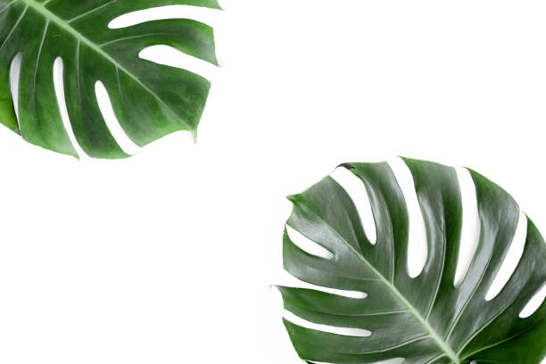 istock Tropical leaves Monstera on white background. Flat lay, top view 1297478393