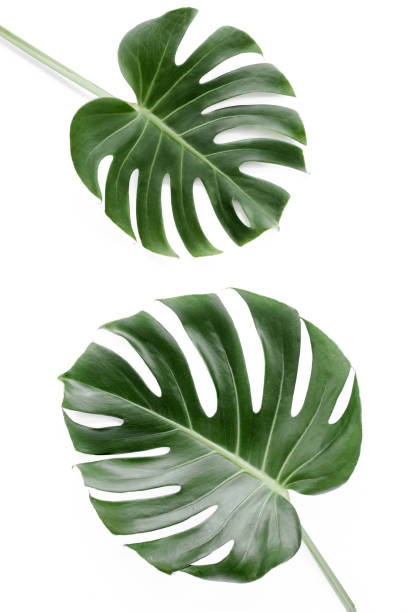 istock Tropical leaves Monstera on white background. Flat lay, top view 1297478427