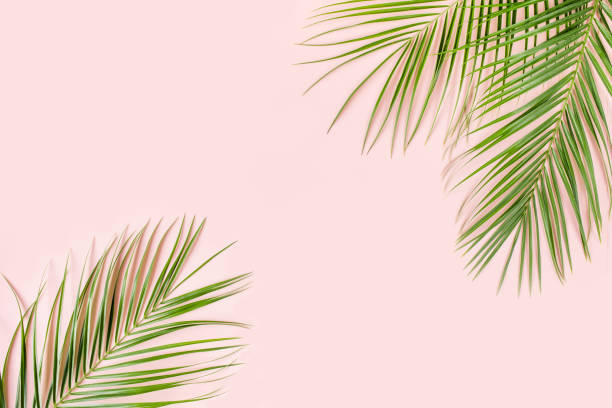 istock Tropical palm leaves on pink background. Flat lay, top view minimal concept 1297478517