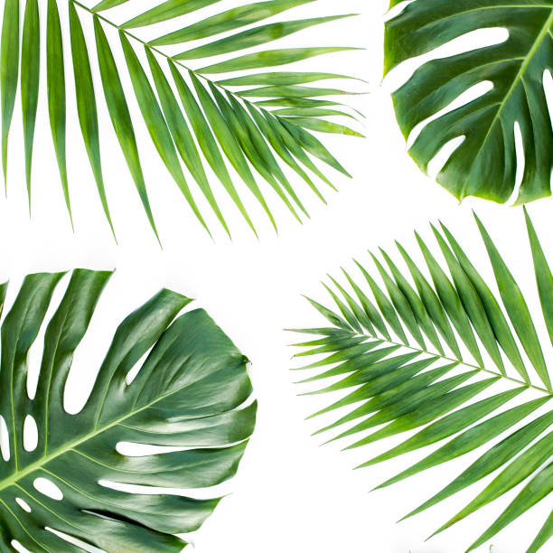 istock Background, pattern with exotic tropical palm leaves monstera on white background. Flat lay, top view 1297479618
