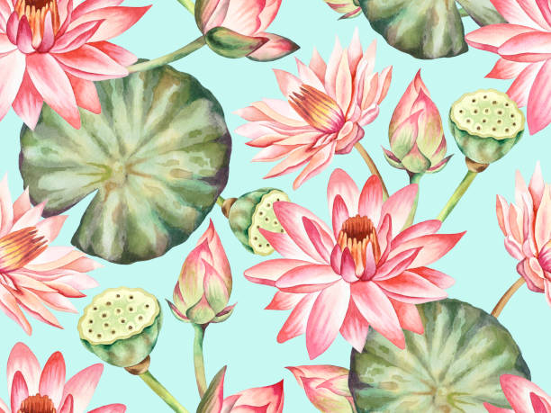 Watercolor Illustration Illustration of watercolor hand drawn pattern of pink lotus flower and green leaves on blue background. Spring asian water lily flower wallpaper. Botanical, bud, blossom, nature, textile, japanese. lotus water lily white flower stock illustrations