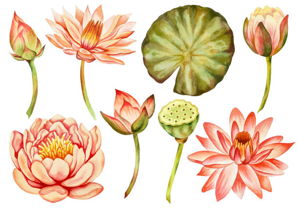 ilustrações, clipart, desenhos animados e ícones de ilustração de aquarela - tratamento botânico de balneário