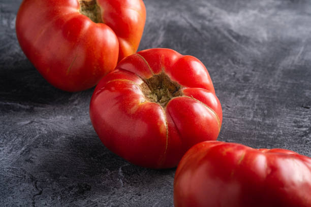 drei rosa erbstück tomatengemüse in reihe, frische rote reife tomaten, vegane lebensmittel, dunklen stein beton hintergrund, winkelansicht makro - tomato beefsteak tomato heirloom tomato pink stock-fotos und bilder