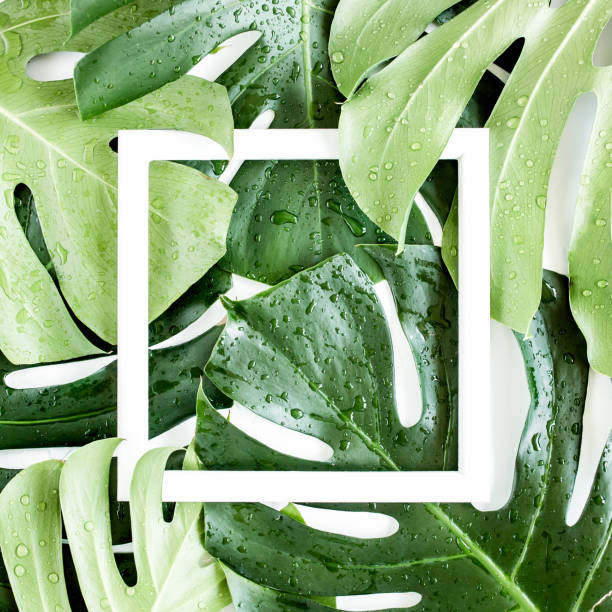 istock Texture tropical palm green leaf Monstera and white frame with copy space for text on white background. Flat lay, top view 1297479993