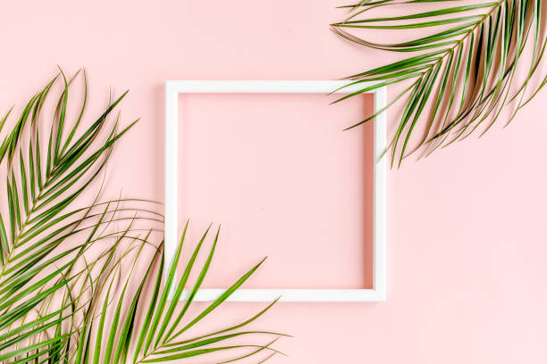 White frame and tropical palm leaves Phoenix on pink background. Flat lay, top view