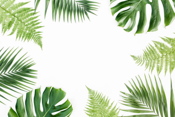 istock Frame with exotic tropical palm leaves monstera on white background. Flat lay, top view 1297480610