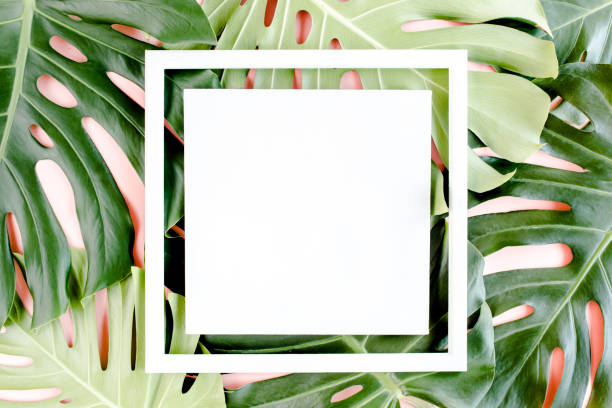 istock Texture tropical palm green leaf Monstera and white frame with copy space for text on pink background. Flat lay, top view 1297480649