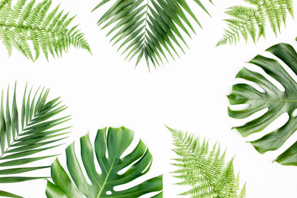 istock Background, pattern with exotic tropical palm leaves monstera on white background. Flat lay, top view 1297480800