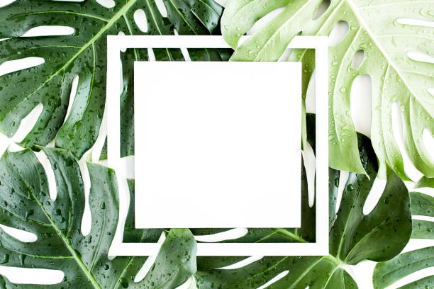 istock Texture tropical palm green leaf Monstera and white frame with copy space for text on white background. Flat lay, top view 1297481111