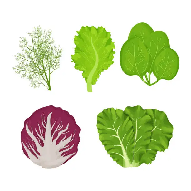 Vector illustration of Fresh, raw leaves of salad in cartoon style set. Dill, lettuce, Romain, spinach and radicchio isolated on white background. Collection herbs, ingredient.