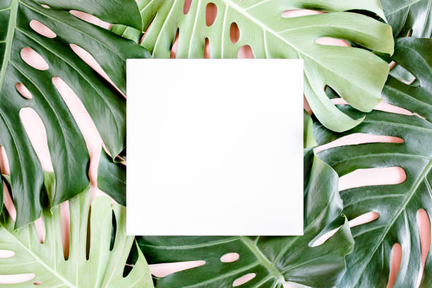 istock Texture tropical palm green leaf Monstera and white frame with copy space for text on pink background. Flat lay, top view 1297481164