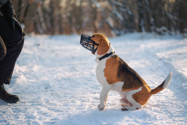 Beagle dog wearing muzzle sitting on command Beagle dog wearing plastic cage muzzle to prevent an animal from unwanted eating. Pet care equipment. Dog sitting on command outdoor against snowy winter scenery restraint muzzle photos stock pictures, royalty-free photos & images