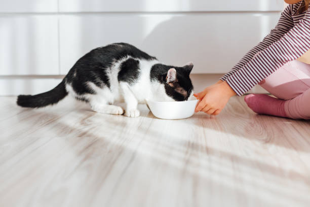 istock Little Girl Feeds A Cat With Milk. 1297481933