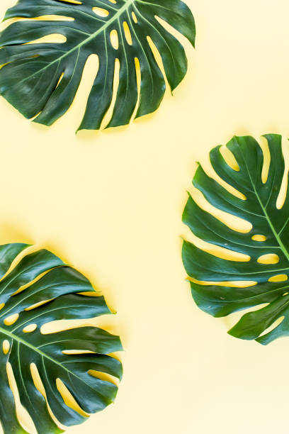 Tropical leaf Monstera on yellow background. Flat lay, top view