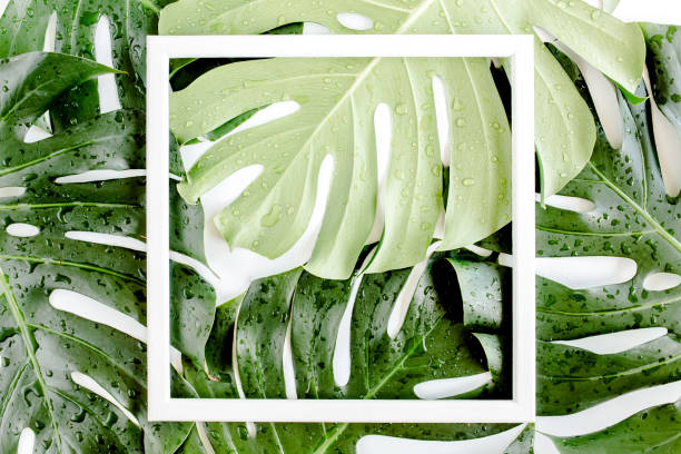 istock Texture tropical palm green leaf Monstera and white frame with copy space for text on white background. Flat lay, top view 1297482507