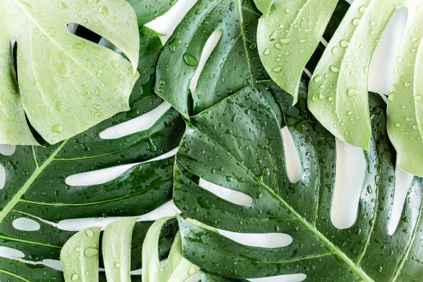 istock Texture tropical palm leaf Monstera with dew drops on white background. Flat lay, top view 1297482606
