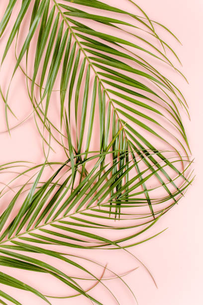 istock Tropical palm leaves on pink background. Flat lay, top view minimal concept 1297482658