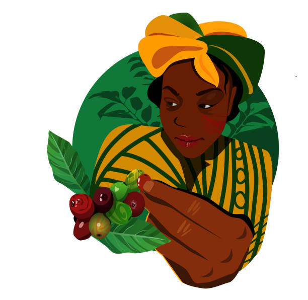 illustrazioni stock, clip art, cartoni animati e icone di tendenza di la donna africana raccoglie il caffè da un ramo. fattoria del caffè. un bellissimo turbante giallo e una veste a strisce. illustrazione vettoriale design piatto. - women mature adult mature women beautiful