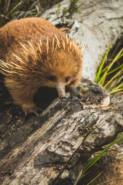 istock Echidna in Tasman National Park, Tasmania 1297483409