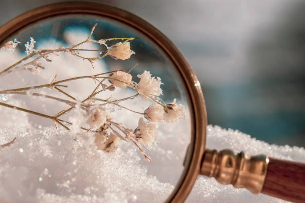 虫眼鏡、自然な冬の背景の下で雪の中で野生の白い花のクローズアップ - winter close up nature macro ストックフォトと画像