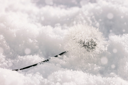 Close-up of fluffy dandelion seed heads in the snow in winter