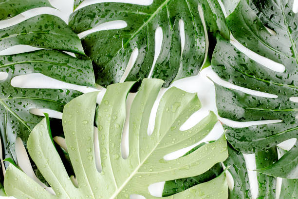 istock Texture tropical palm leaf Monstera with dew drops on white background. Flat lay, top view 1297483578