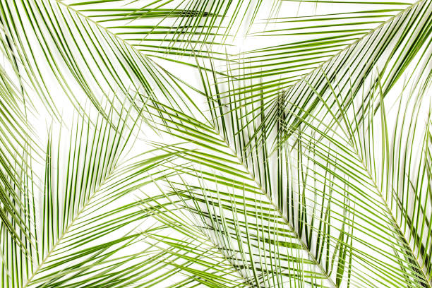 Tropical green palm leaf on white background. flat lay, top view