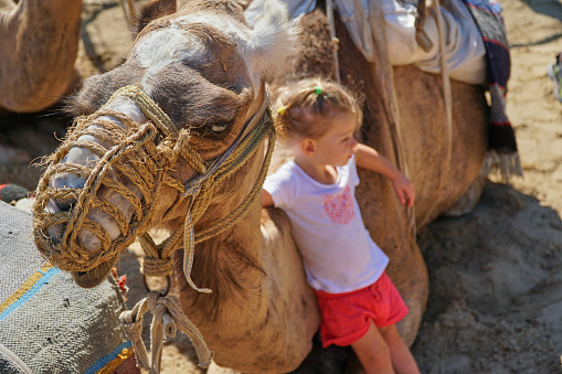 Camel resting on red sand Wadi Rum desert closeup detail, blurred local Bedouin man in background