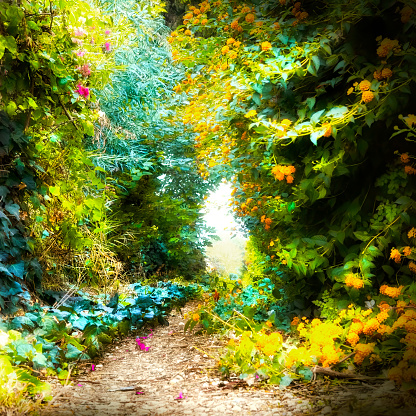 fairy tale path in forest
