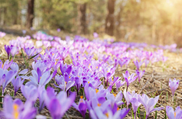 цветочн�ое поле крокуса. красивый весенний фон. мягкий фокус - species crocus стоковые фото и изображения