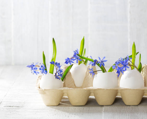 early spring flowers ( scilla siberica) in eggshells on old wooden white table.  easter decor - cut flowers white small still life imagens e fotografias de stock