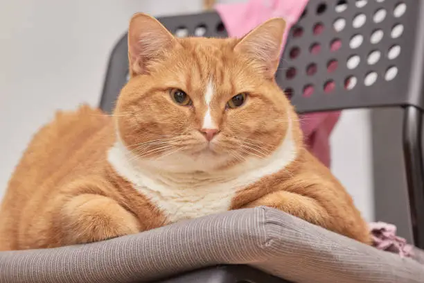 portrait of a red-and-white cat, obese.