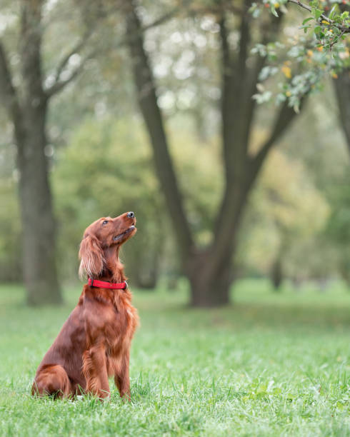 Red irish setter sitting on green grass at nature listening to command
