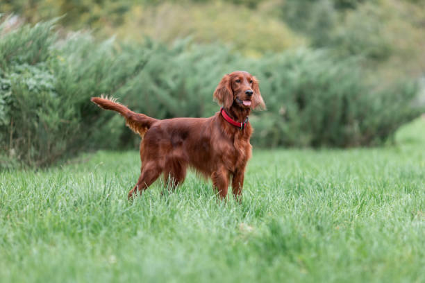 istock Red irish setter dog is standing on green grass at summer nature 1297490220