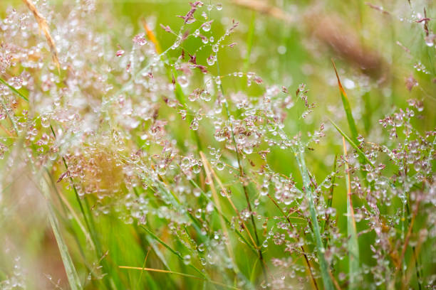 istock Closeup wild grass after the rain, beautiful nature background with copy space 1297490489