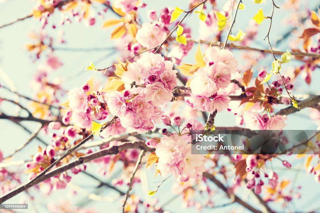 Ramas Con Flores Rosas Claras De Flores De Cerezo Foto En Estilo Retro Imagen Tonada Enfoque Selectivo Foto de stock y más banco de imágenes de Abril - iStock Ramas Con Flores Rosas Claras De Flores De Cerezo Foto En Estilo Retro Imagen Tonada Enfoque Selectivo Foto de stock y más banco de imágenes de Abril - iStock