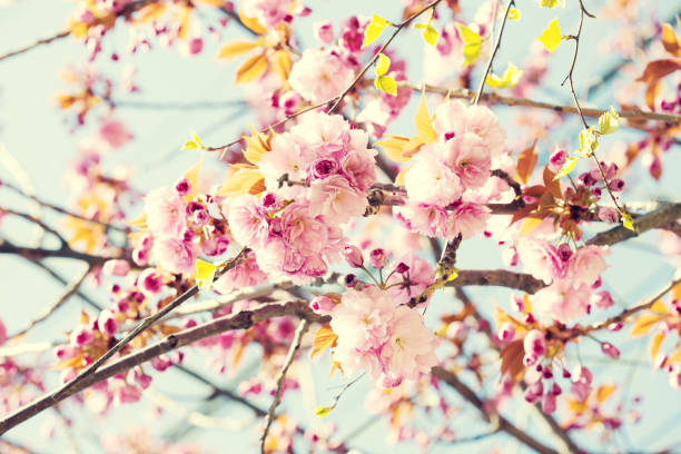 rami con fiori rosa chiaro di fiori di ciliegio (sakura).  foto in stile retrò. immagine tonica. messa a fuoco selettiva - toned image pink sakura cherry blossom foto e immagini stock