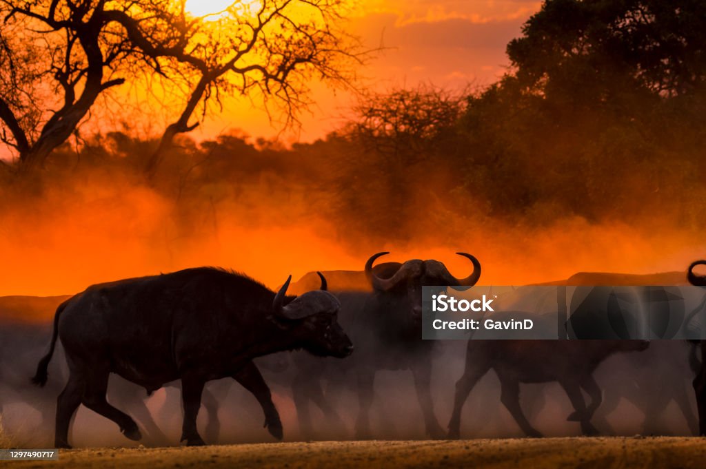 African Safari Cape Buffalo Sunset Kruger National Park South Africa Buffalo herd startled by lions at sunset crossing a dusty road at speed. Central buffalo stops and stares at camera. Kruger National Park Stock Photo