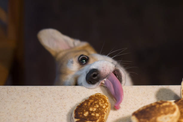 corgi tries to eat a patty - pembroke welsh corgi imagens e fotografias de stock