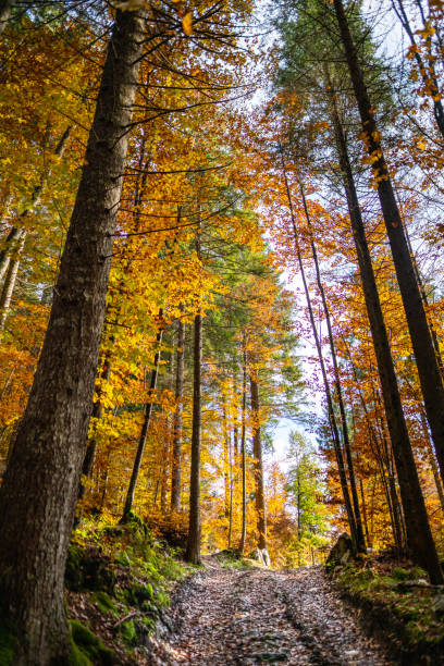 istock Wonderful autumnal colors in the forest 1297492946