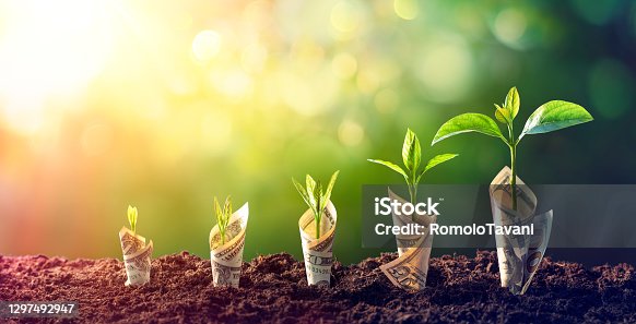 istock Dollar Seedling - Growth Concept - Plants On Bills In Increase 1297492947