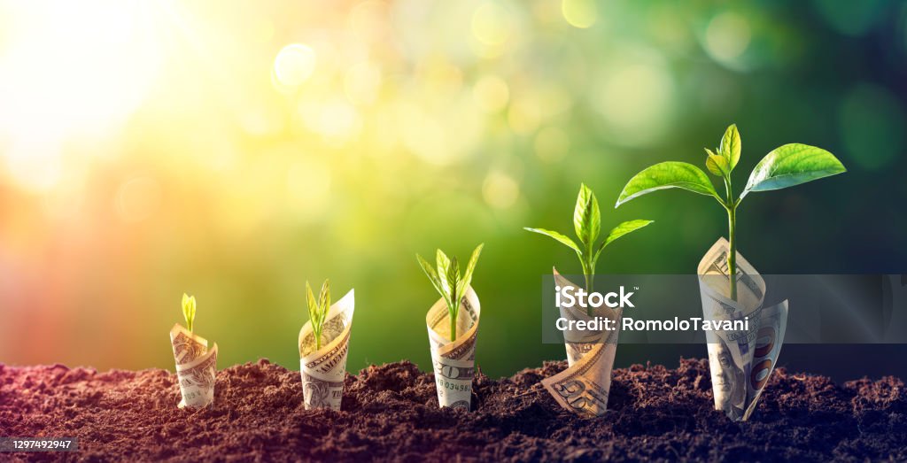 Dollar Seedling - Growth Concept - Plants On Bills In Increase Dollar Seedling - Growth Concept - Sprout On Banknotes In Increase Currency Stock Photo